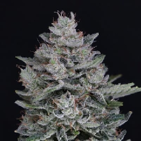 MAC² Auto > Pure Instinto